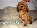 vanoce08-005.jpg