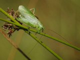 _igp3550.jpg