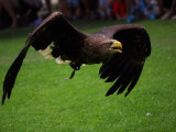 _igp4926.jpg