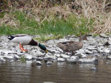 dscn0984.jpg