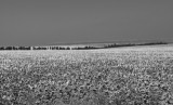 img_0743.jpg