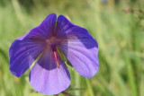 dsc00105.jpg