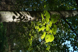 dsc00162.jpg