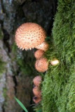 dol_0111-z-17.jpg