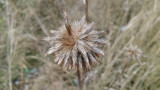 dsc_0228.jpg