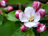 pict1309-z.jpg