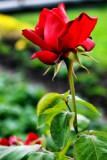 dol_0514-z.jpg