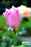 dol_0516-z.jpg