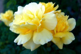 dol_0524-z.jpg