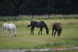 dsc_0233.jpg