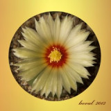 kak.388-12-p.jpg