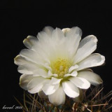 kak.182-11-p.jpg