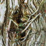kd.174-tykadla-p.jpg