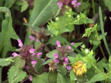 17.05.06-u_berounky-art-30.jpg