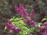 2017.05.11-u_berounky-74.jpg
