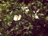 2017.05.11-u_berounky-85.jpg