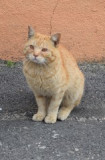 008-to--je-toho-to-umim-taky.jpg