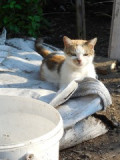 dscn3910.jpg
