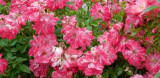 dscn2808.jpg