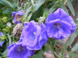 dscn5549.jpg
