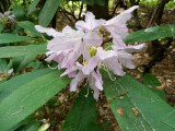 dscn1129.jpg
