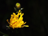 pa130325.jpg