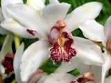 orchidea.jpg
