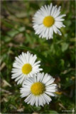 dsc_2408.jpg