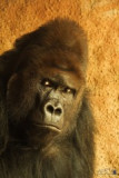 zoo-praha-1-456.jpg