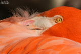 zoo-praha-2-037.jpg