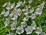 dsc_1663.jpg