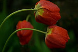 dsc_3309-(1).jpg