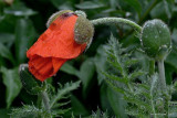 dsc_2064.jpg