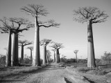 avenue-du-baobab.jpg