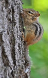 mlade-chipmunka.jpg