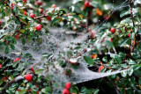 dsc_7988.jpg