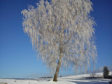 dsc00016.jpg