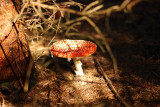 dsc_2516.jpg