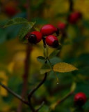 dsc_8632_02.jpg