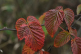 dsc_1854.jpg