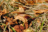 dsc_0042-(2).jpg