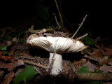pa270974.jpg