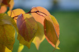 dsc_9820a.jpg