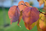 dsc_9824a.jpg
