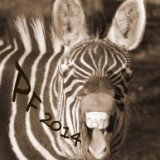 pf zebra