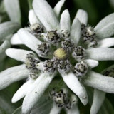 Leontopodium alpinum – Protěž alpská