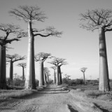 Avenue du Baobab