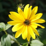kvetina-zluta-3.jpg